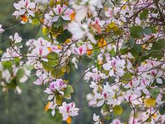 -文华公园(禅城区)