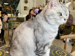 -平行世界·猫咖(首经贸店)