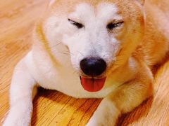 -柴犬高等学院·狗咖·柴犬售卖·宠物训练