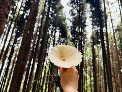 -武陵山森林公园