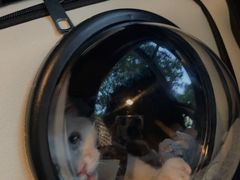 -贝康宠物医院·犬猫全科·小动物特色诊疗中心(东环路店)