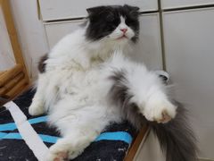-李小姐の猫咖啡馆(五角场店)