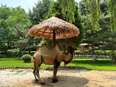 -北京野生动物园