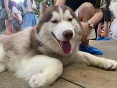 -TrueLove @ Neverland (Husky Cafe)
