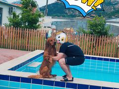 -趣玩宠物乐园寄养训犬训狗游泳池
