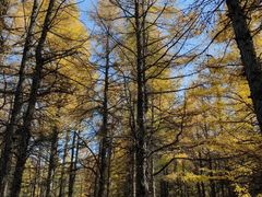 -塞罕坝国家级自然保护区