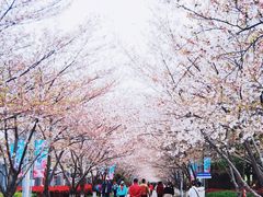-高东镇樱花园
