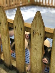 -萌宠亲子动物乐园(槐房万达店)