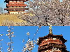 -洛阳市牡丹公园