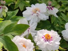 -莲花池公园