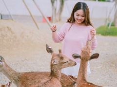 -鹿境梅花鹿生态园区