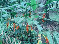 -中国科学院西双版纳热带植物园
