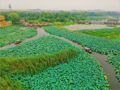 -荷塘月色湿地公园·向阳花洲
