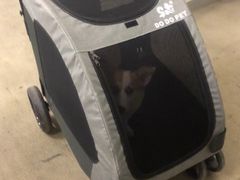 -momokira米努特·德文卷毛猫·棉花面纱犬
