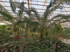 -南宫五洲植物乐园