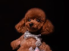 -读宠于你·约克夏比熊·睫角守宫·爬宠售卖(高新店)