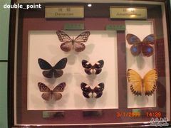 -上海昆虫博物馆