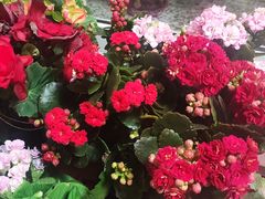 -中环花鸟鱼虫市场