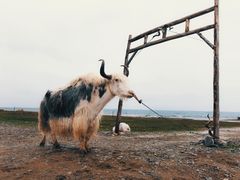-青海湖国家重点风景名胜区