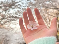 -高东镇樱花园