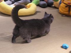-逗柴咖啡屋·狗咖猫咖宠物桌游