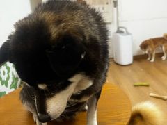 -是阿柴呀！柴犬咖啡·爱喵喵猫咖