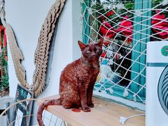 -喵屿·大理花园猫咖