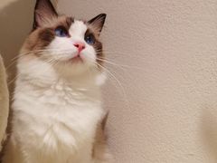 -喵喵咪呀布偶猫咖(春熙路店)