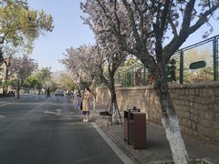 -八大关景区