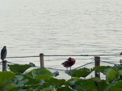 -湖畔居茶楼(湖滨店)