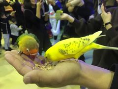 -萌宠奇缘