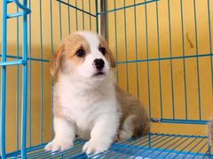 -翊宠yipet猫狗购宠庄园犬舍•猫舍