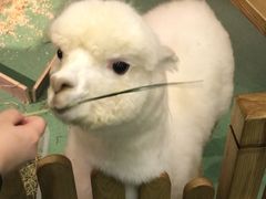 -藦茜花园宠物主题亲子互动体验馆(国顺东路店)