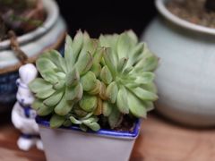-懒鱼时光馆(沙坪坝店)
