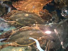 -沿海渔家院蒸汽海鲜·东北菜(东戴河店)