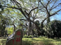 -瑞丽独树成林风景区