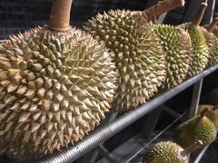 -都念榴莲·城市榴莲