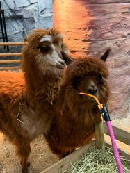 -Zoolung Zoolung动物主题公园(海信广场店)