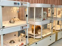 -翊宠yipet猫狗购宠庄园犬舍•猫舍