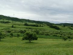 -御道口草原森林风景区