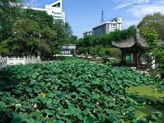 -莲湖公园