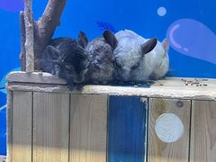 -海合安青岛极地海洋公园
