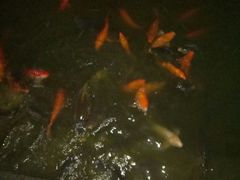 -江边湾柴火鸭