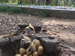 -高庙保安寺