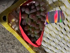 -马陆小张葡萄园农家乐