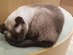 -CAT’S MEWSTAR CAFE·喵星球猫屋(晴湾咖啡店)