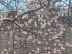 -桃花堤公园