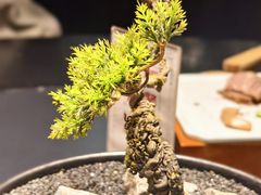 -忆江南·临江鱼馆