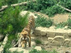 -大连森林动物园