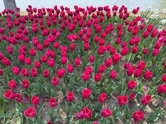 -上海鲜花港
